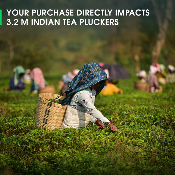 Assam Chota Tingrai Summer Black