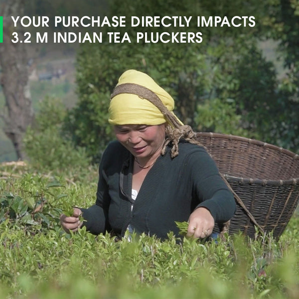 Darjeeling Puttabong Summer Clonal Black