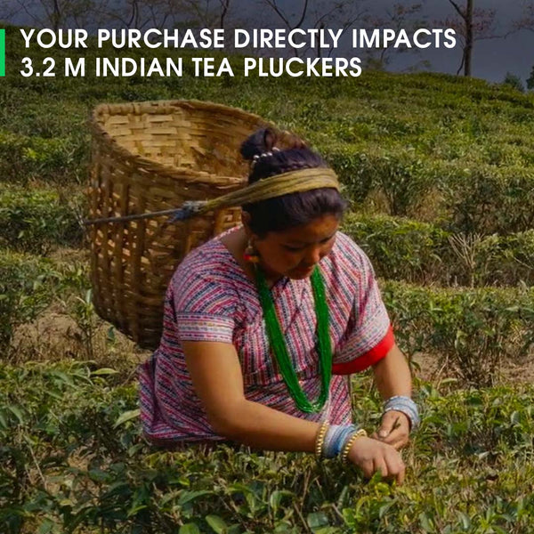 Darjeeling Spring Chinary Black