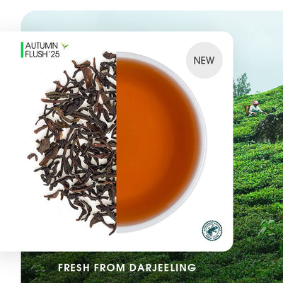 Darjeeling Jungpana  Autumn Chinary Black