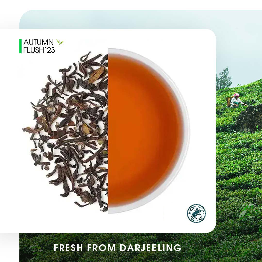 Darjeeling Jungpana  Autumn Chinary Black