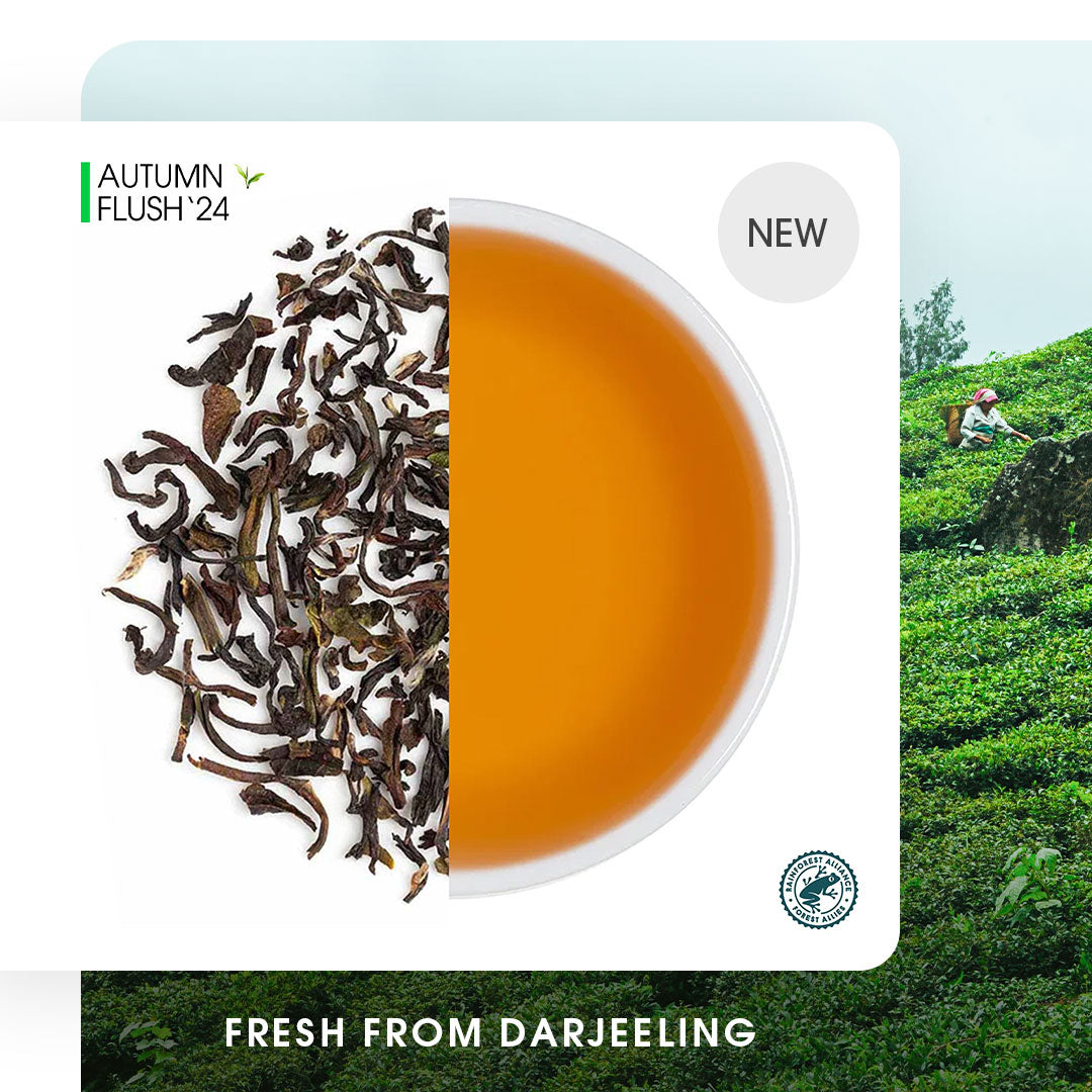 Darjeeling Jungpana  Autumn Chinary Black