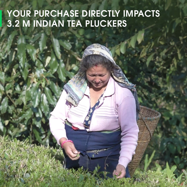 Darjeeling Thurbo Spring Moonlight White