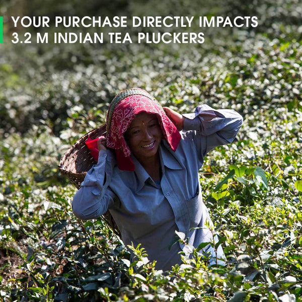 Darjeeling Turzum Summer Clonal Black