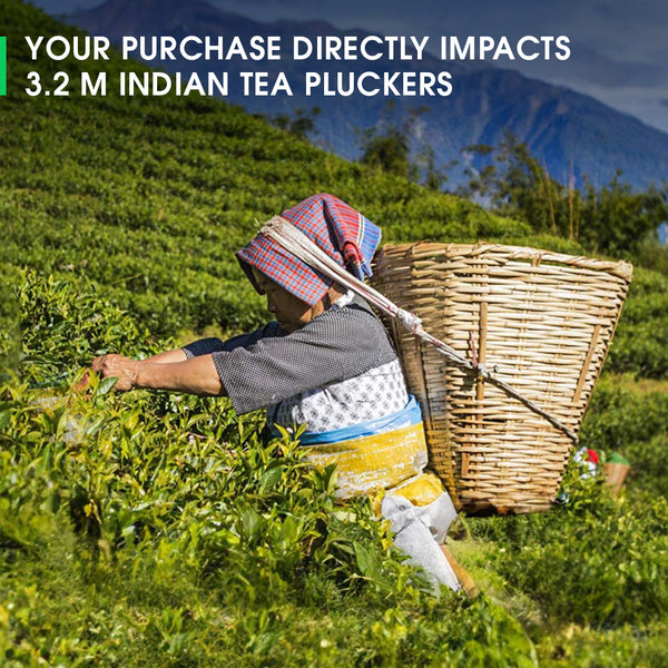 Darjeeling Jungpana Spring Chinary Black