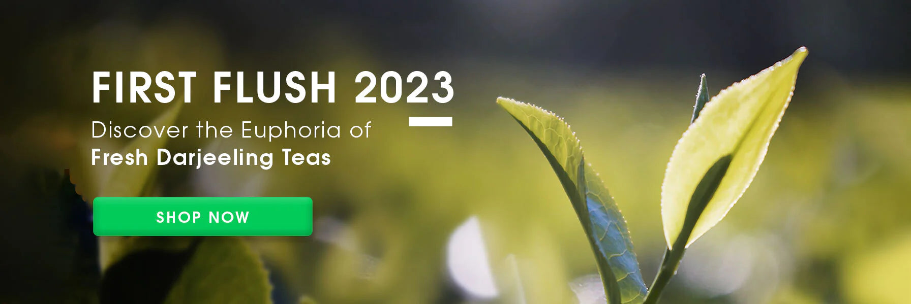 Teabox Buy Delicious Indian Teas Online Delivered Fresh