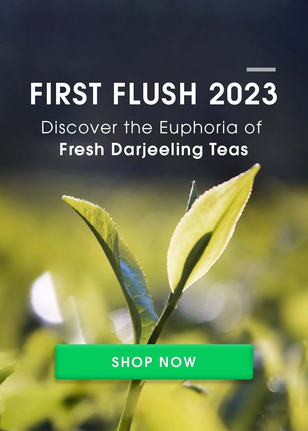 Teabox Buy Delicious Indian Teas Online Delivered Fresh