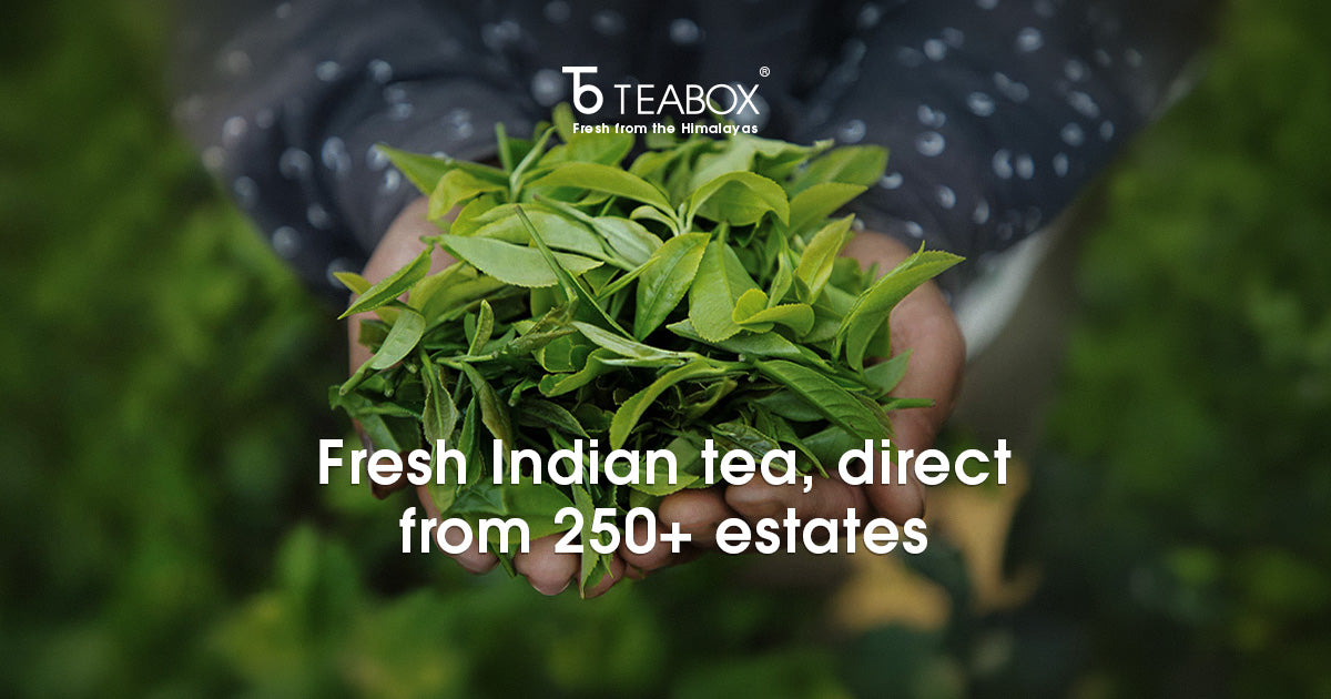 Buy Limited Edition Tea Gift Box Sets Online | 2026 Harvest | Teabox